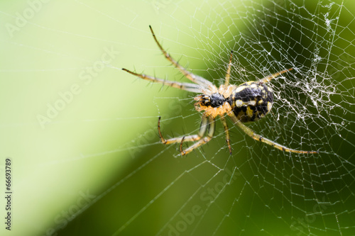 Big Spider On Web Waiting For Prey