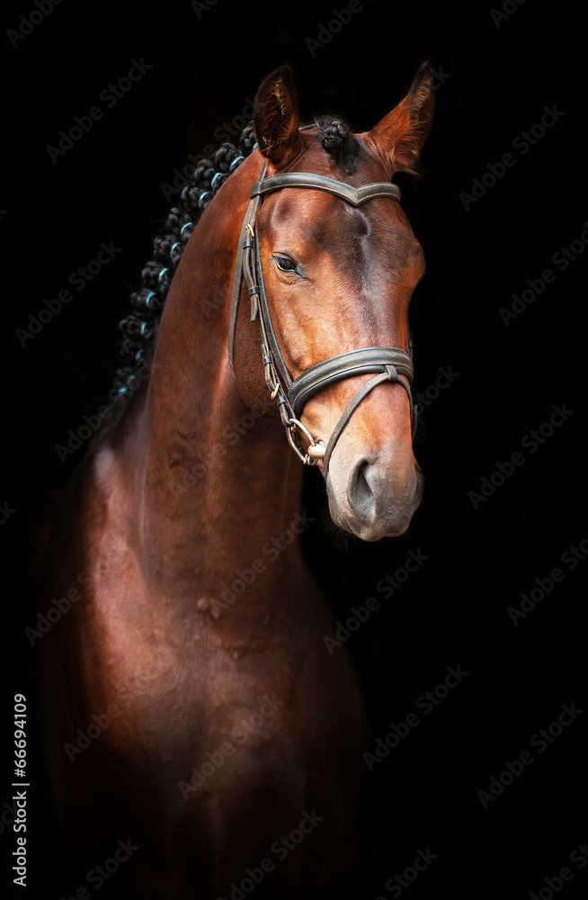 Portrait of bay stallion on black background Portrait of bay stallion on black background