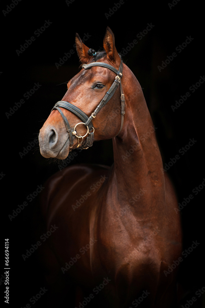 Obraz premium Portrait of bay stallion on black background