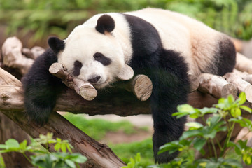 Fotobehang Panda Reuzenpanda eet bamboescheuten in dierentuin  © eyetronic