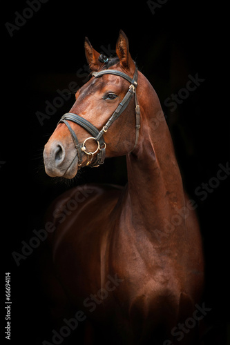 Portrait of bay stallion on black background