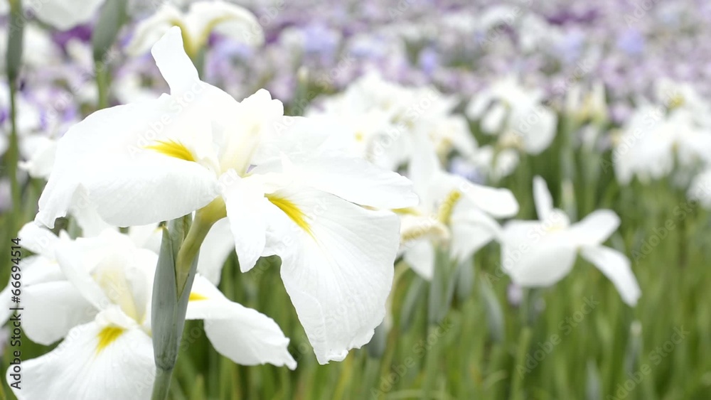 白と黄色の花菖蒲の花 白と黄色の花菖蒲の花