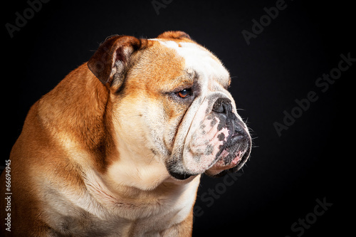 Portrait of english bulldog © Rita Kochmarjova