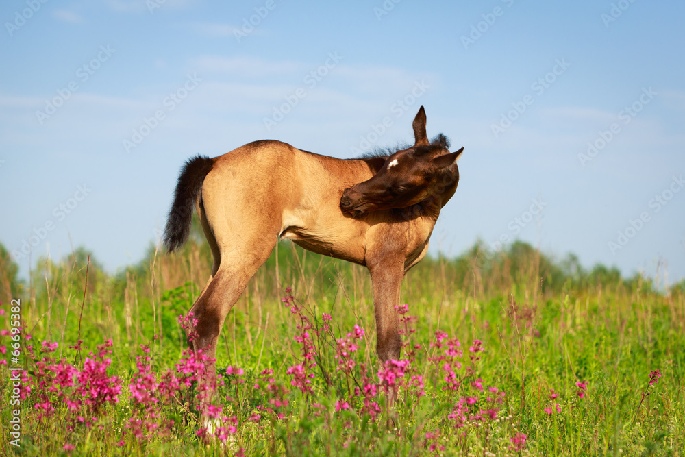 Akhal-Teke horse