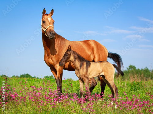 Akhal-Teke horses