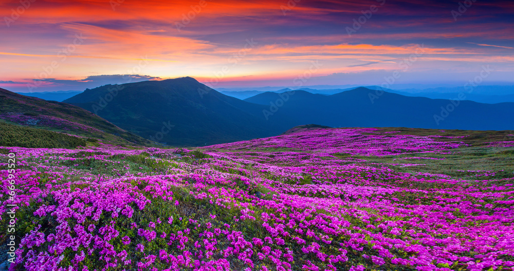 Magic pink rhododendron flowers on summer mountain. - obrazy, fototapety, plakaty 