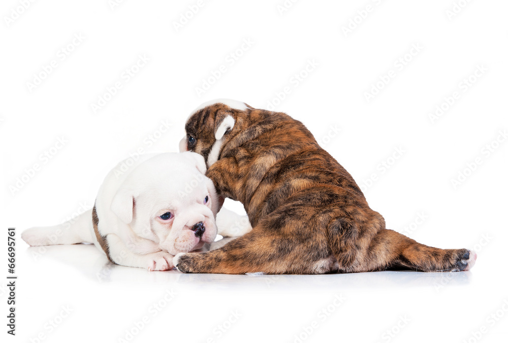 Two english bulldog puppies