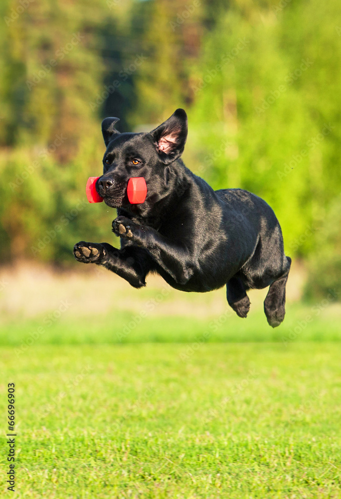 Black labrador jumping in the air