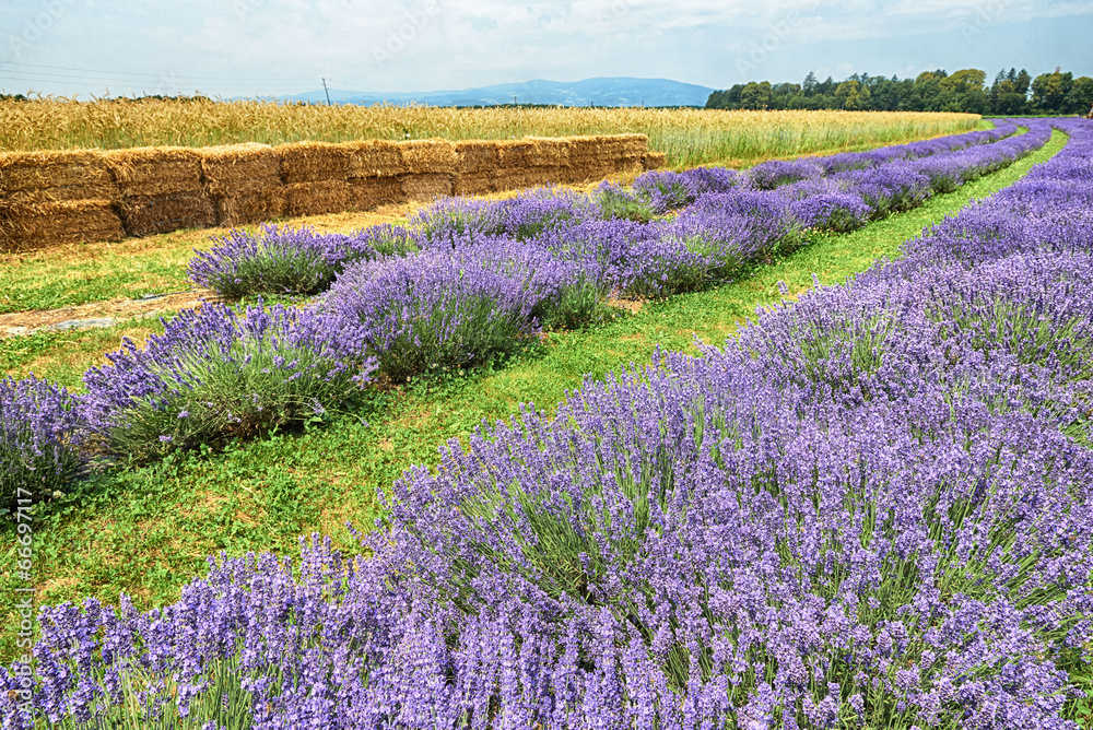 Fototapeta premium Lavender in Provence