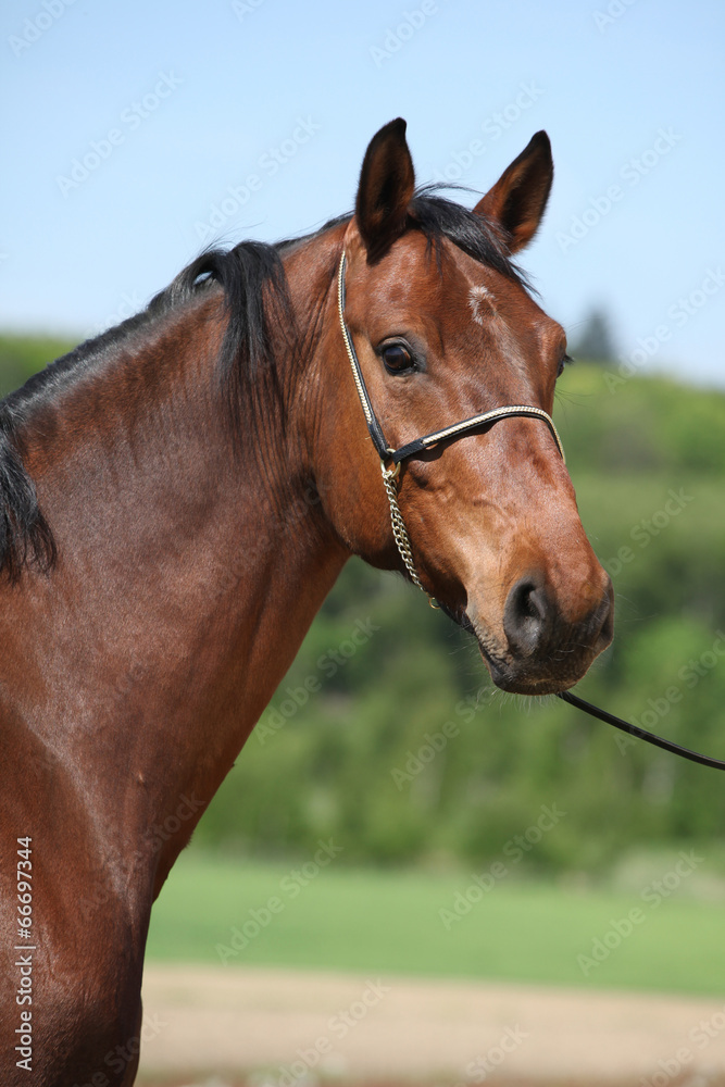 Nice brown horse with show halter, looking at you