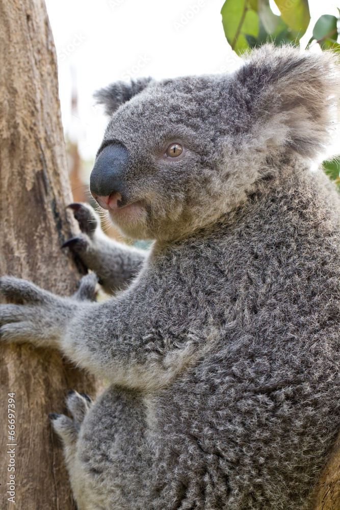 Naklejka premium Australian Koala Bear holding onto a tree trunk