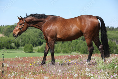 Nice brown horse with show halter, looking at you