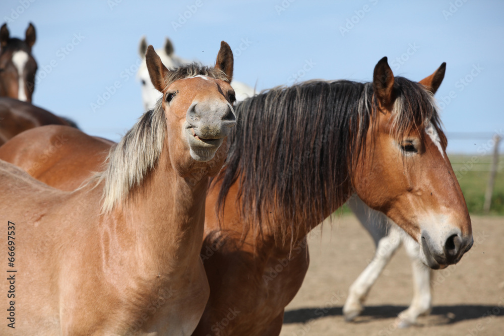 Obraz premium Nice draft horses looking at you