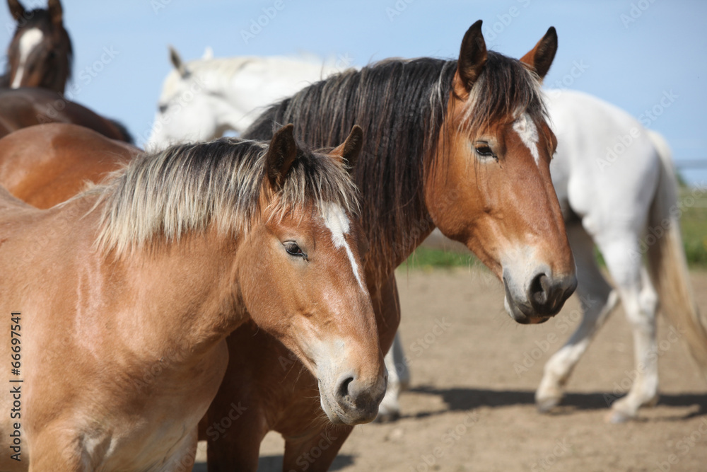 Obraz premium Nice draft horses looking at you