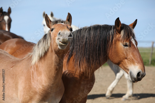 Nice draft horses looking at you