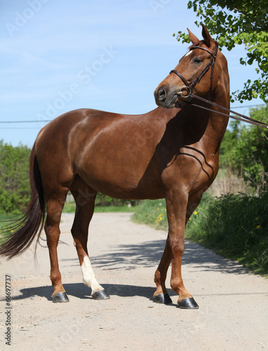 Nice brown horse with white star on head