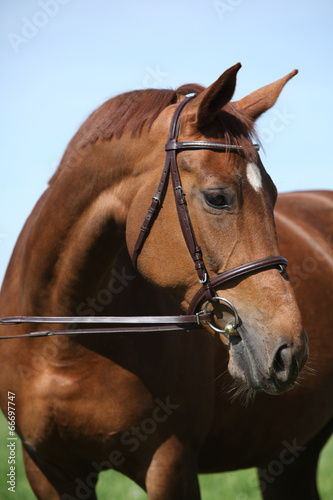 Fototapeta Naklejka Na Ścianę i Meble -  Nice brown horse with white star on head