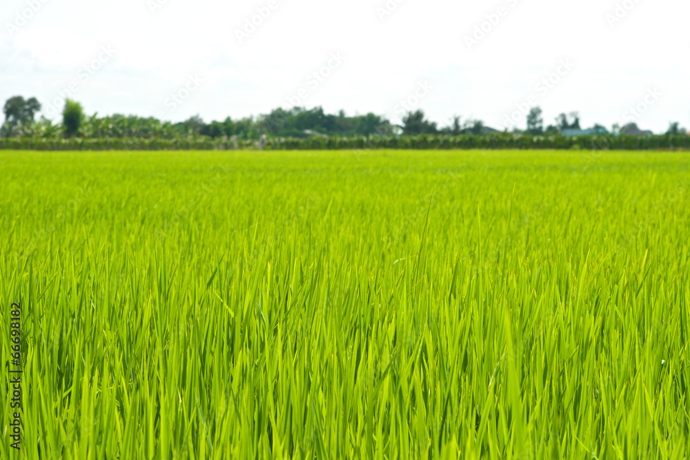 Obraz premium Green Grass landscape