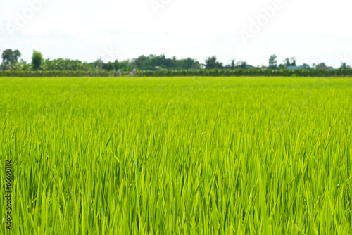 Green Grass landscape