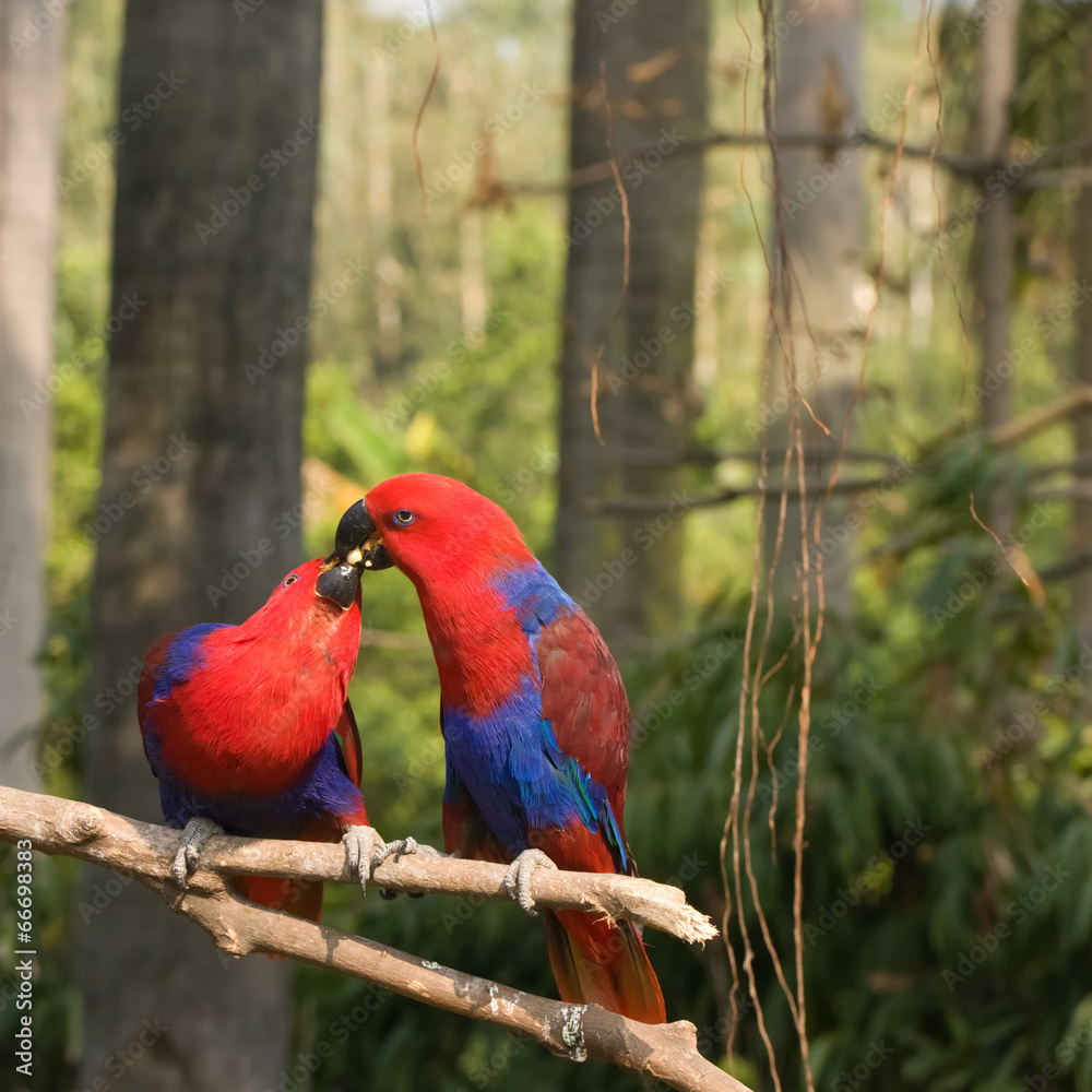 two lover parrots kiss on the tree