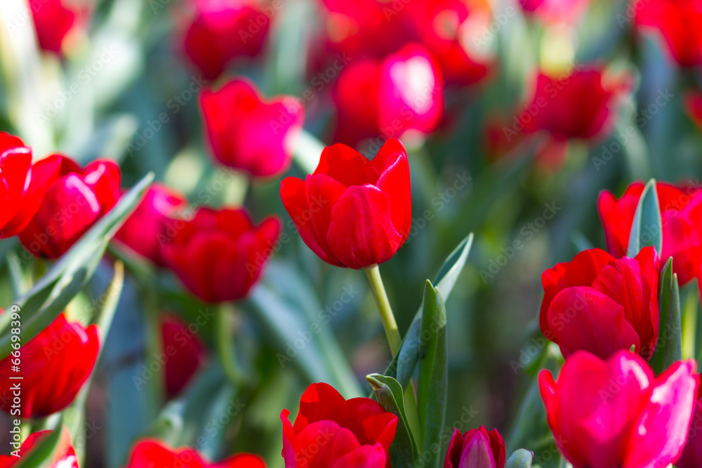 Fototapeta premium Red tulips in the garden