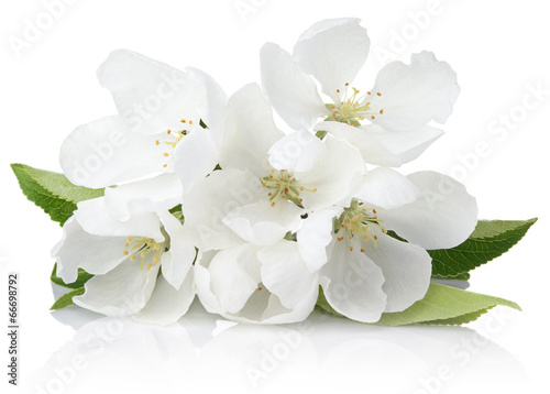 Fototapeta Naklejka Na Ścianę i Meble -  Spring blossoms - Apple tree flowers isolated on white