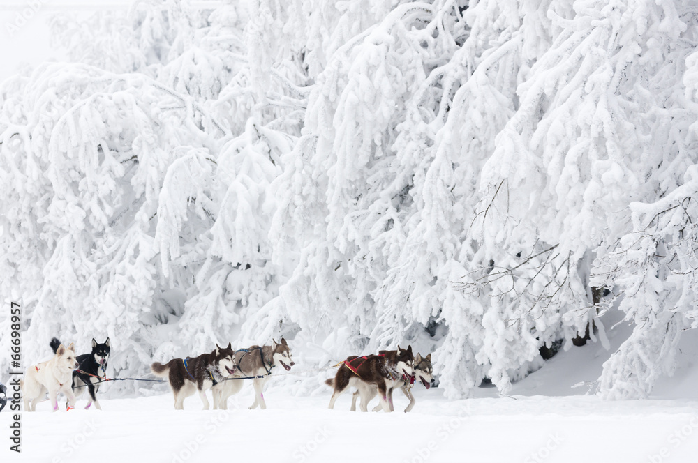 sledge dogging, Sedivacek's long, Czech Republic sledge dogging, Sedivacek's long, Czech Republic