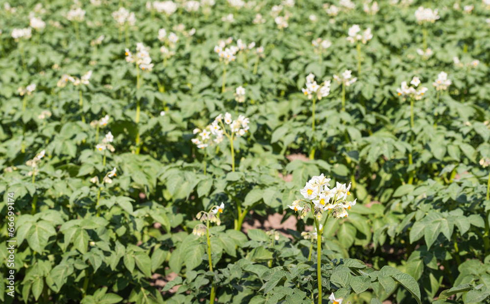 White flowers with yellow stamens of potato plants