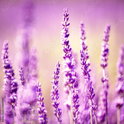 Vintage lavender flower