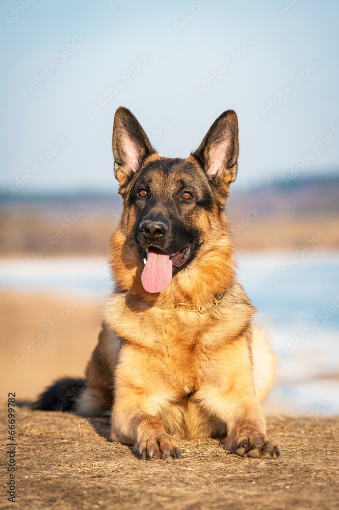 German shepherd dog German shepherd dog