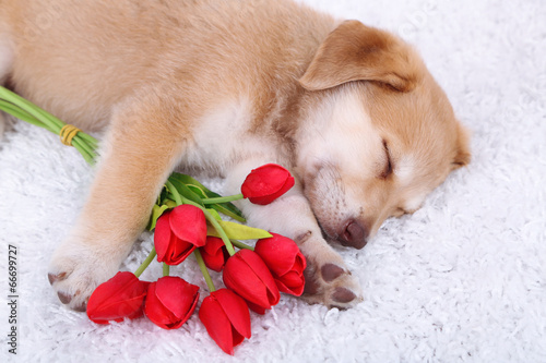 Fototapeta Naklejka Na Ścianę i Meble -  Little cute Golden Retriever puppy with red tulips