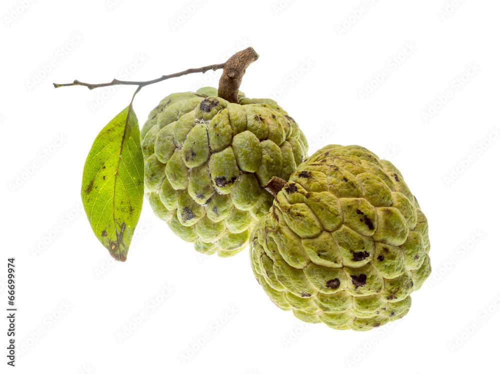 Fototapeta premium Noni fruit