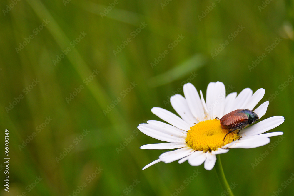 Wild camomile and beetle sitting on it Wild camomile and beetle sitting on it
