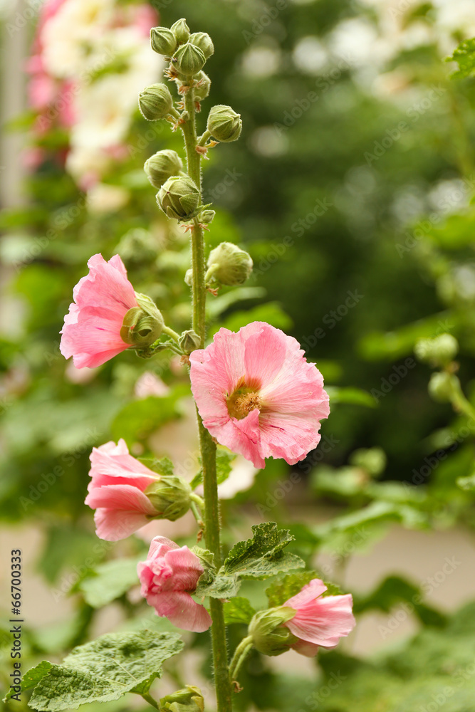 Obraz premium Beautiful flower in garden