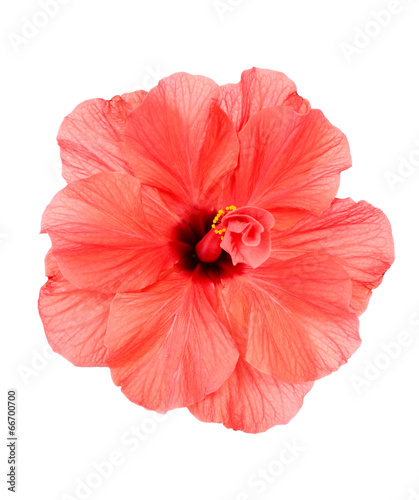 Red Hibiscus flower, close-up, isolated on white