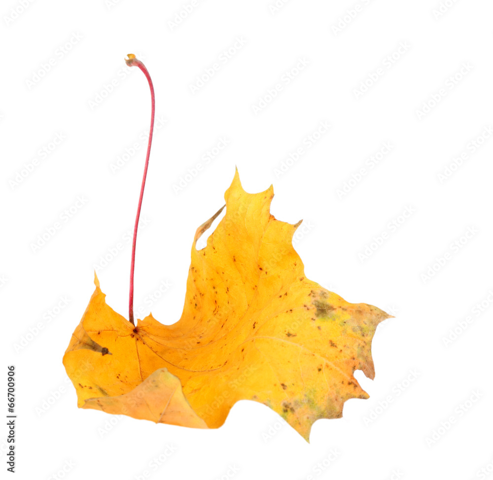 Naklejka premium Yellow maple-leaf