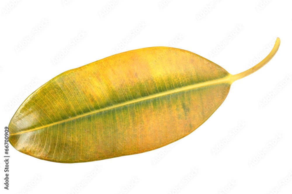 Yellow-green leaf of pipal Yellow-green leaf of pipal