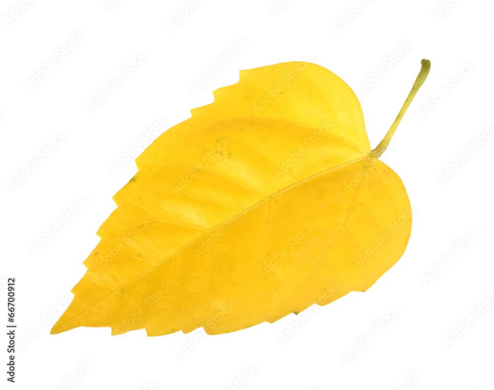Naklejka premium Yellow leaf