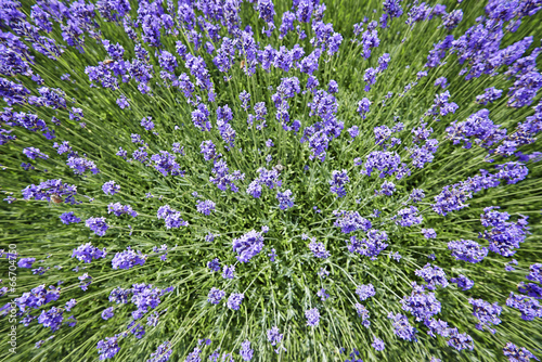 Fototapeta Naklejka Na Ścianę i Meble -  Lavender Flowers