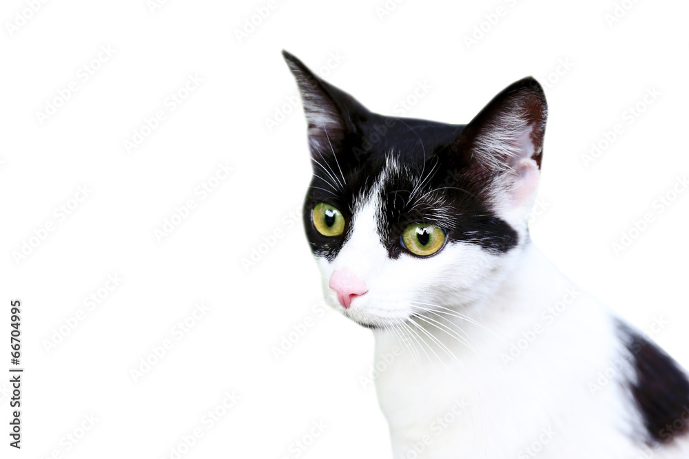 Cute cat isolated on white