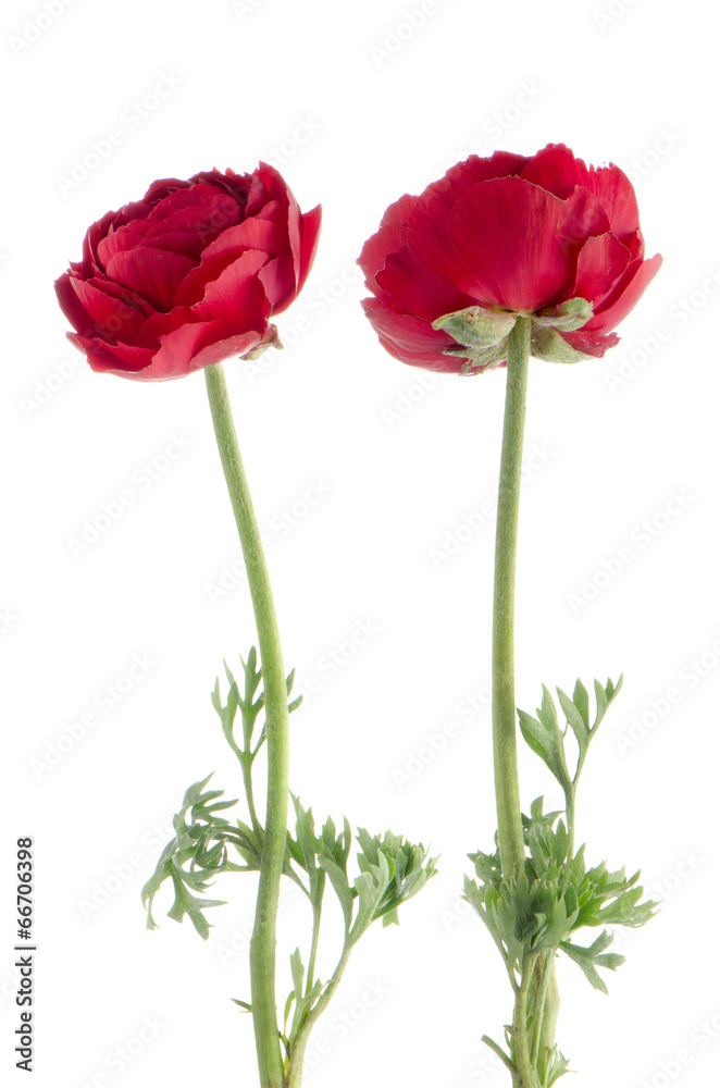 Eustoma flower