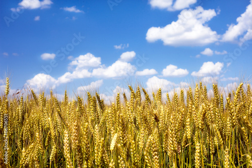 Wheat field under the sky