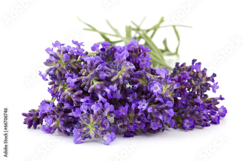 Bunch of lavender flowers on white background
