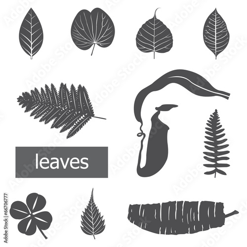 Leaves icon set.