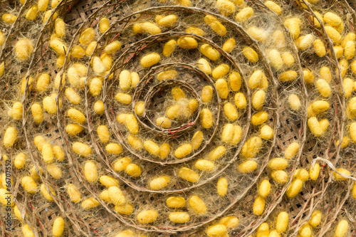 group of silk worm cocoons.
