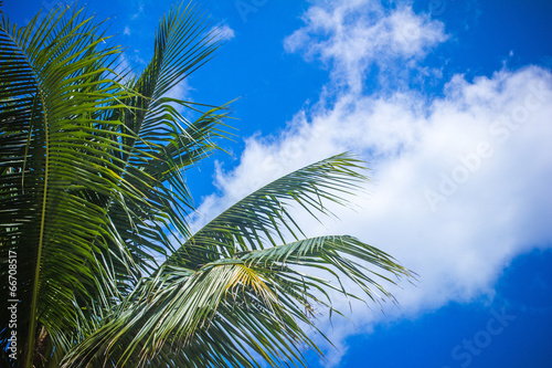 Coconut palm tree against blue sky. Thailand