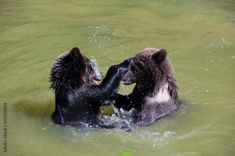 Fototapeta premium Spielende junge Braunbären