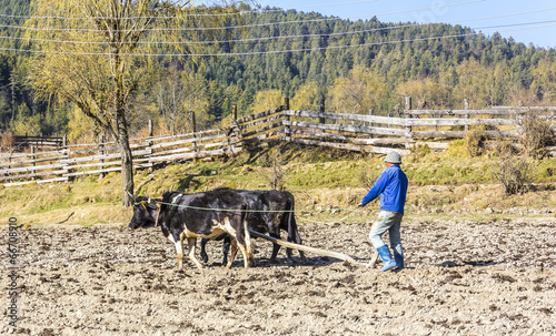 farmer plowing with oxen photo