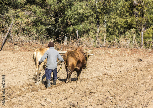 Fotografi farmer plowing with oxen