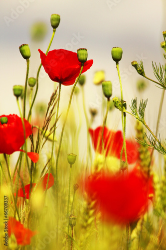 Fototapeta Naklejka Na Ścianę i Meble -  Poppy